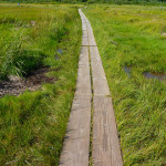 Cape Cod Grass Walk